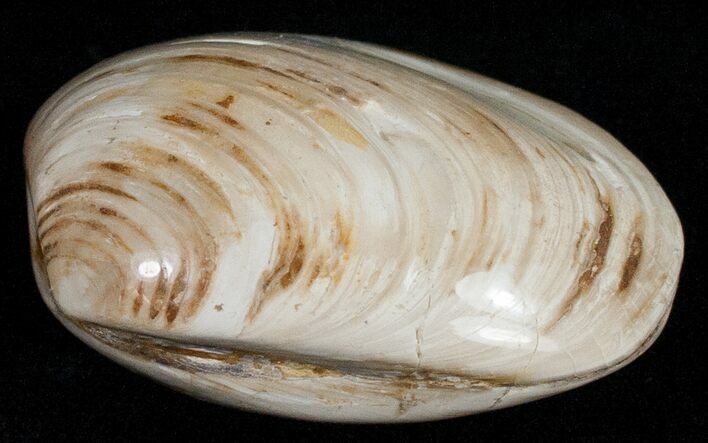 Wide Polished Fossil Clam - Jurassic #12080